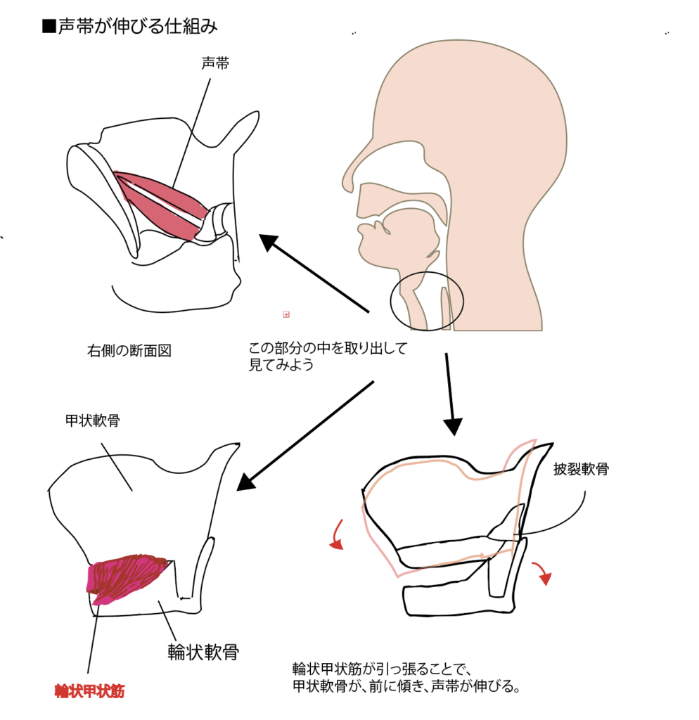 輪状甲状筋　CT