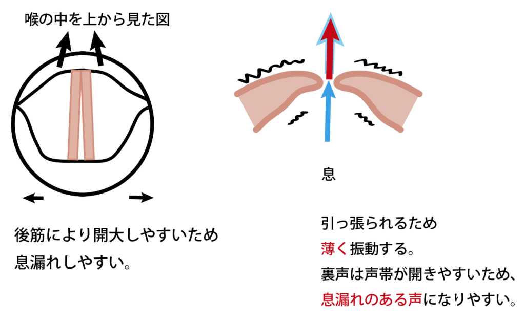 ファルセットレジスタ